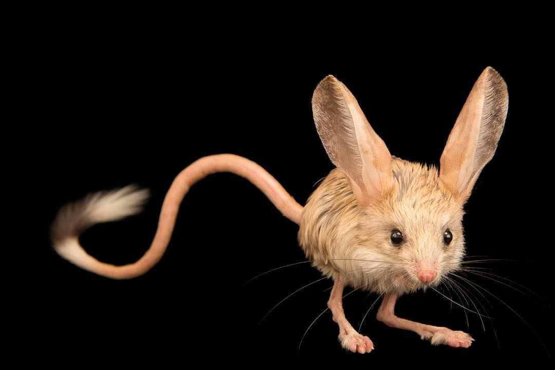 Gặp gỡ giống chuột kỳ lạ trông như kết quả của mối tình sai trái giữa lợn, thỏ và kangaroo - Ảnh 1.