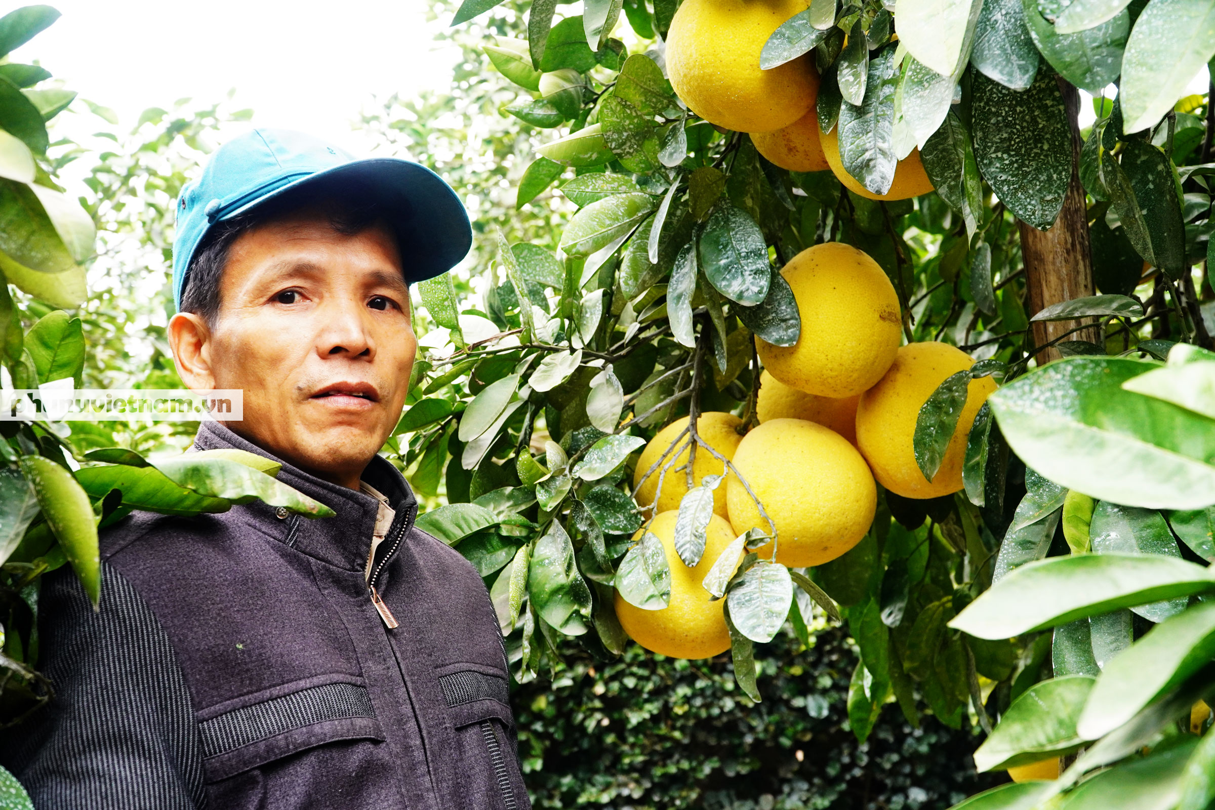 Vườn bưởi Diễn tuổi 30, chi chít cả trăm quả chào Xuân Tân Sửu - Ảnh 12.
