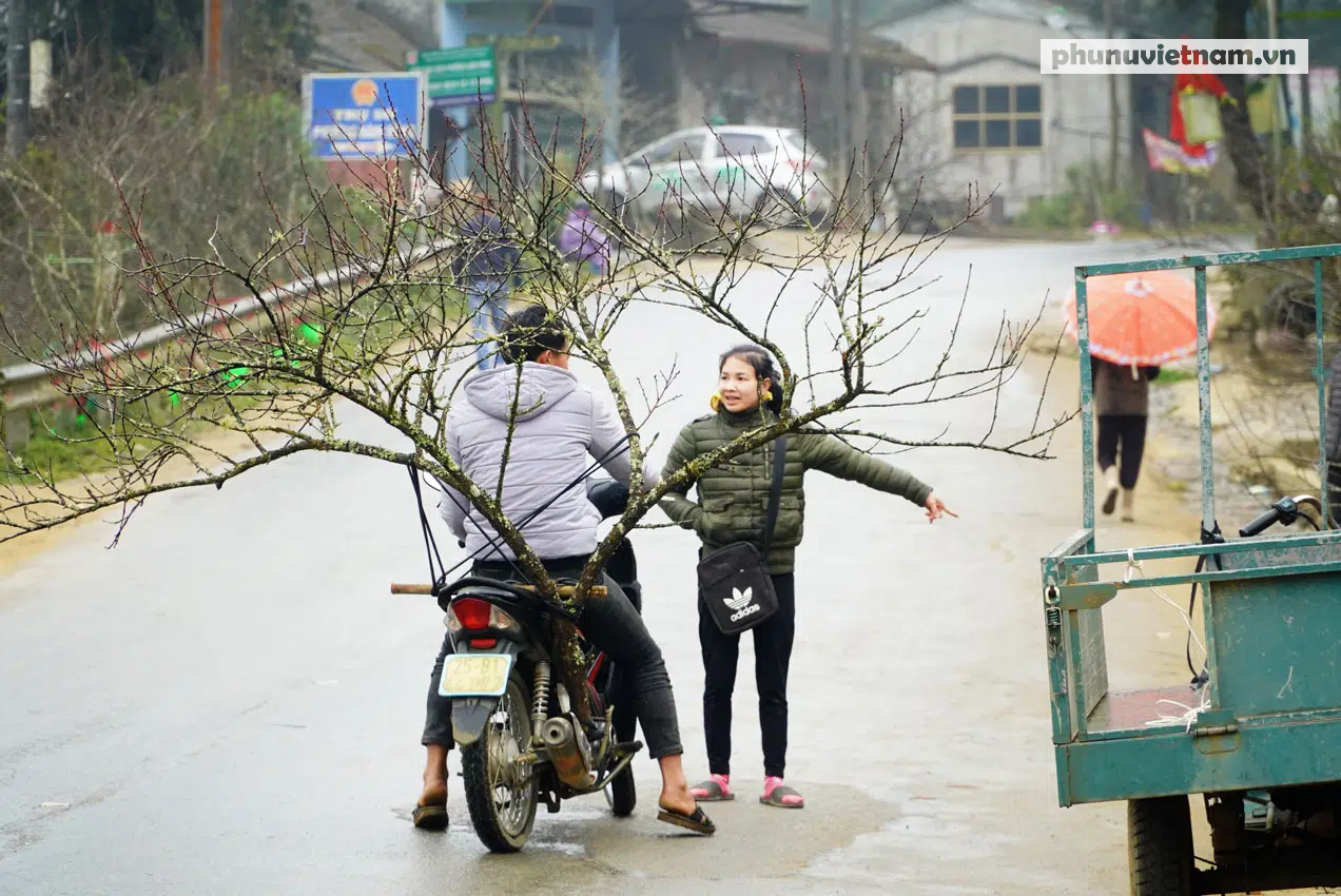 “Lào Cai không có đào rừng, việc mua bán diễn ra bình thường” - Ảnh 3.