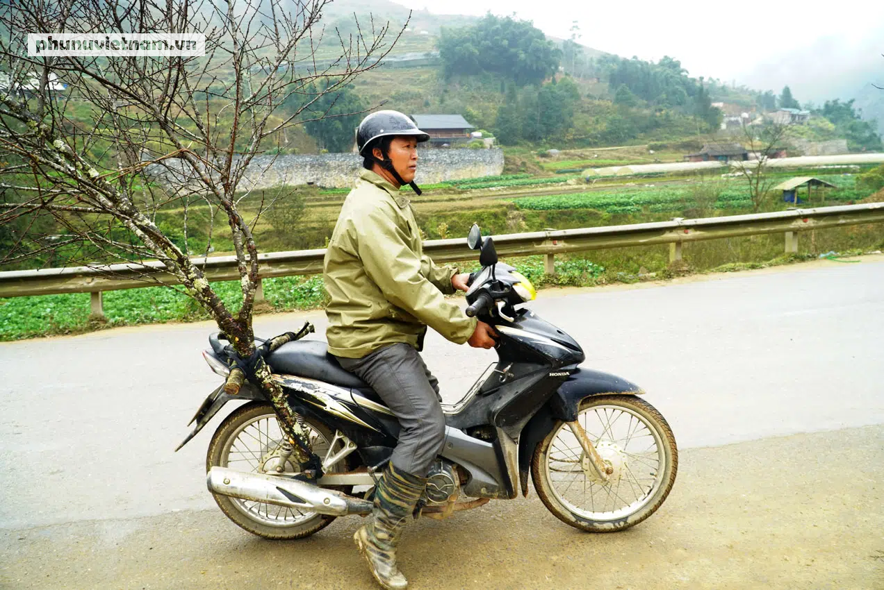 “Lào Cai không có đào rừng, việc mua bán diễn ra bình thường” - Ảnh 11.