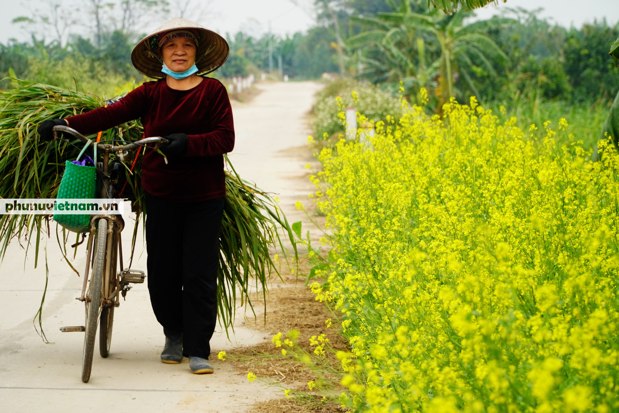 Thiếu nữ áo trắng đẹp hút lòng người trên cánh đồng hoa cải vàng ở Chi Đông - Ảnh 11.