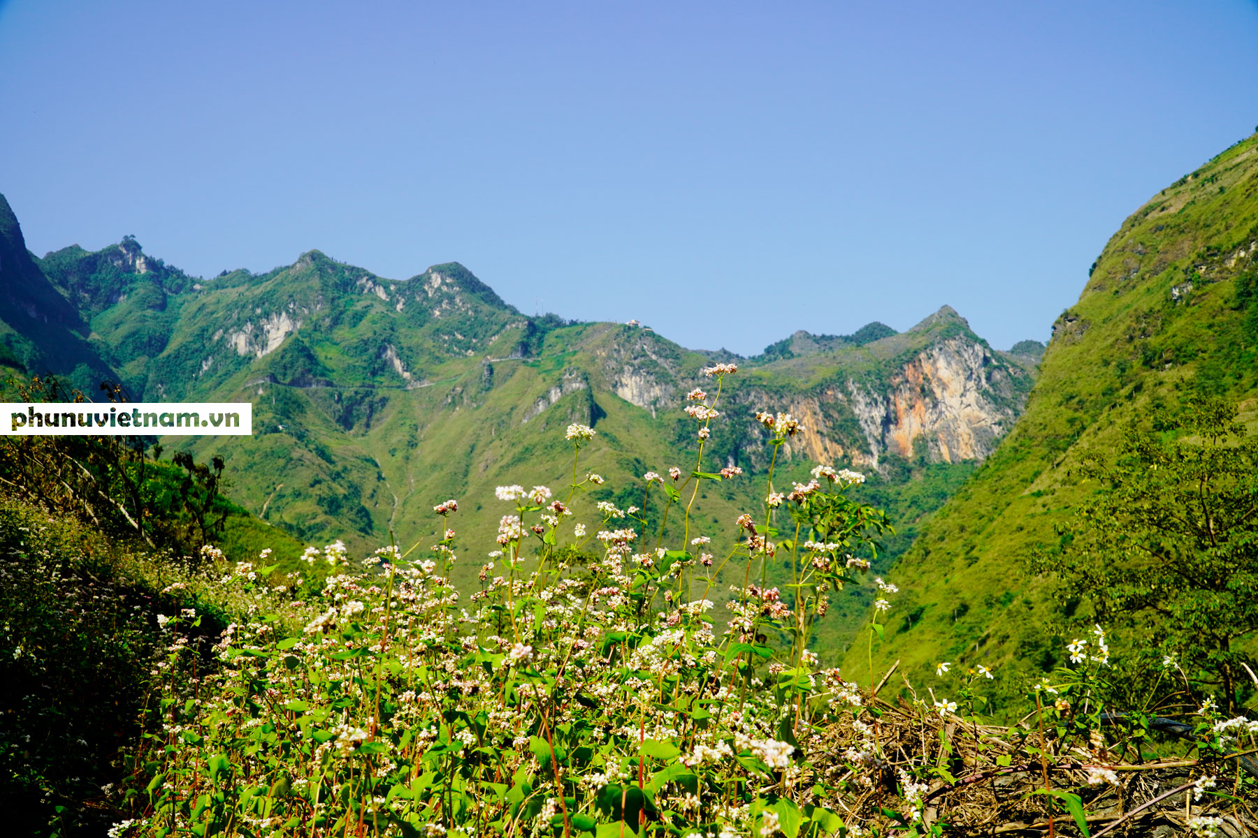 Mùa hoa tam giác mạch đong đầy nỗi nhớ trên Cao nguyên đá Hà Giang - Ảnh 3.