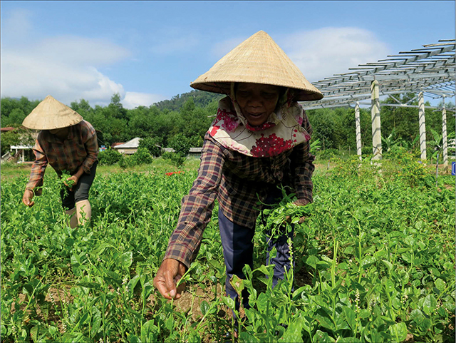 Hỗ trợ phụ nữ vùng cao của Thừa Thiên Huế vững vàng kinh tế trong mùa dịch - Ảnh 2.