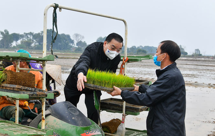 Bí thư và Chủ tịch Hà Nội cùng ra đồng cấy lúa - Ảnh 2.