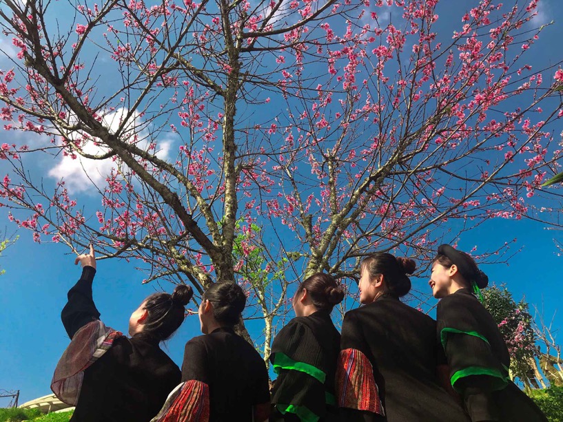 Giới trẻ phát cuồng với “rừng hoa xuân” trên đỉnh Fansipan - Ảnh 2.