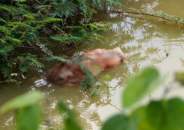 Nghệ An: Dân vứt xác lợn chết ra môi trường bốc mùi hôi thối - Ảnh 1.