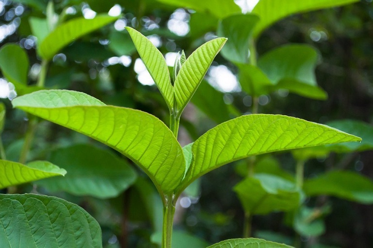 Ăn búp ổi chữa tiêu chảy cho con, mẹ bàng hoàng khi thấy hậu quả! - Ảnh 2.