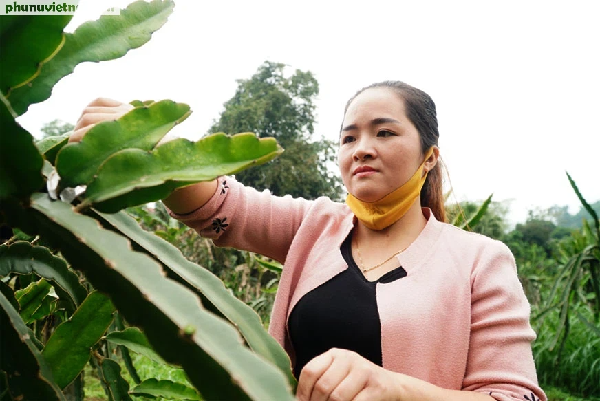 Nữ Chủ tịch Hợp tác xã người Dao khát khao định danh cho sản phẩm nông nghiệp - Ảnh 2.