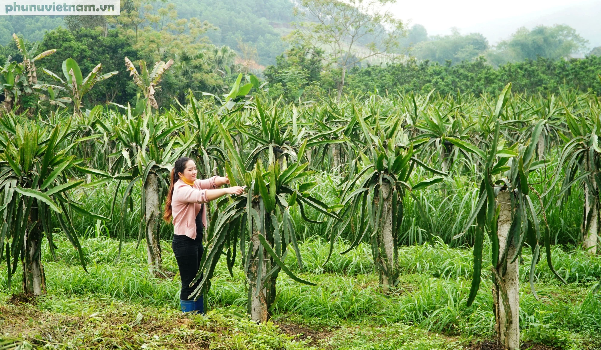 Nữ Chủ tịch Hợp tác xã người Dao khát khao định danh cho sản phẩm nông nghiệp - Ảnh 6.