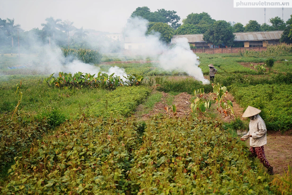 Nông dân ngoại thành Hà Nội đốt phế phẩm nông nghiệp, khói um khắp cánh đồng - Ảnh 2.