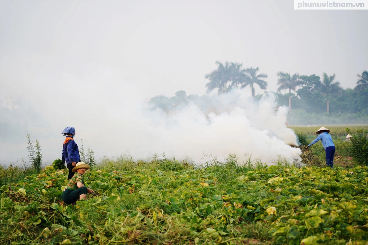 Nông dân ngoại thành Hà Nội đốt phế phẩm nông nghiệp, khói um khắp cánh đồng - Ảnh 8.