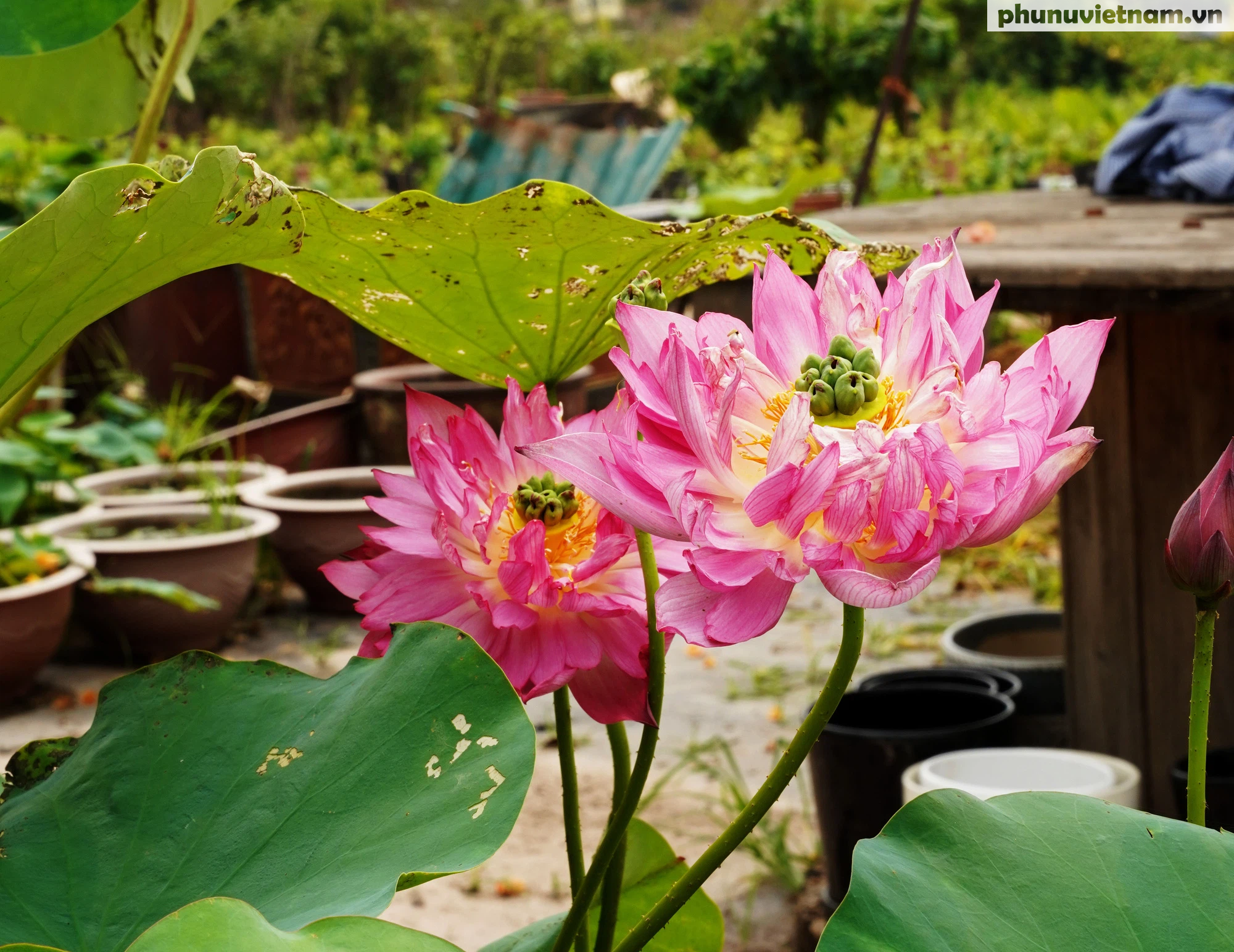 Chiêm ngưỡng những loại hoa sen độc lạ vào mùa tại Hà Nội - Ảnh 10.