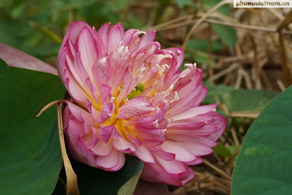 Chiêm ngưỡng những giống hoa sen độc lạ vào mùa tại Hà Nội - Ảnh 17.