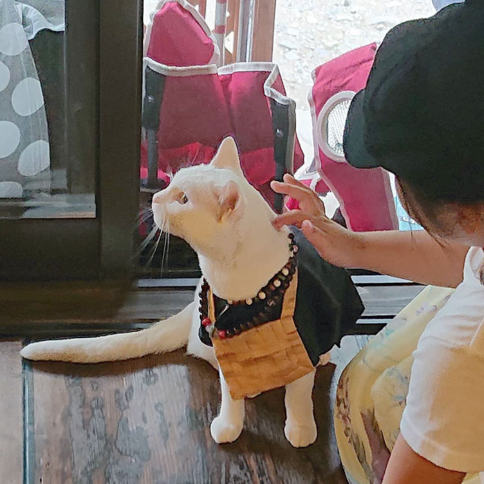 Nyan Nyan Ji, chùa Mèo nổi tiếng có một không hai ở Nhật Bản - Ảnh 6. Nyan Nyan Ji, chùa Mèo nổi tiếng có một không hai ở Nhật Bản - Ảnh 6.