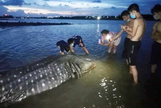 Cá lạ dài 4 mét, nặng hơn 1 tấn trôi dạt vào bờ biển Nghệ An - Ảnh 2.