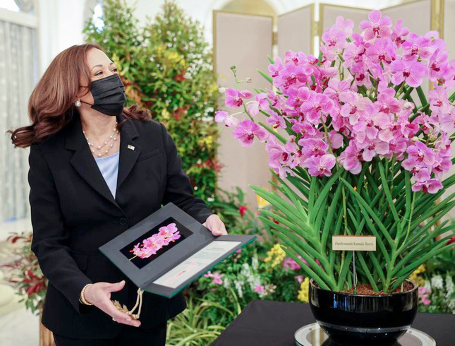 Tên của Phó Tổng thống Mỹ Kamala Harris được đặt cho 1 loài hoa lan ở Singapore - Ảnh 1.