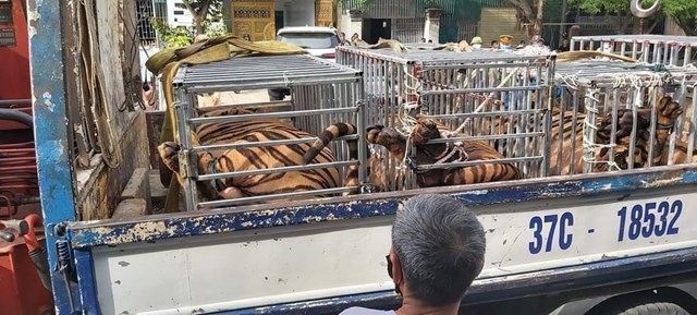 Bắt quả tang vụ nuôi nhốt 17 cá thể hổ ở Nghệ An - Ảnh 1.
