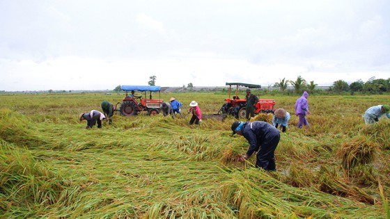 Người dân Quảng Trị và Thừa Thiên Huế thu hoạch hàng nghìn hécta lúa bị ngập úng - Ảnh 1.