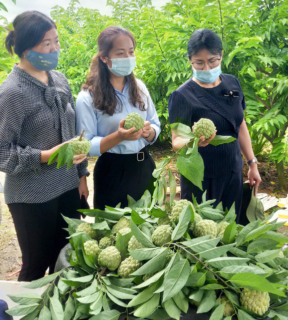 Bà Bùi Thanh Thủy (bìa phải), Chủ tịch Hội LHPN tỉnh Sơn La, thăm mô hình cây ăn quả ở địa phương
