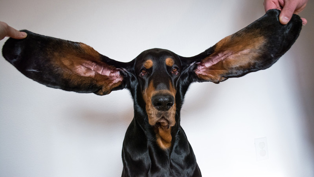 Lou-Longest-ears-on-a-dog-living_tcm25-676685.jpg