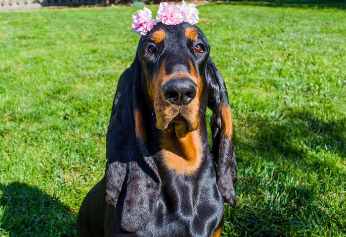 Lou-with-flower-crown-Longest-ears-on-a-dog-living_tcm25-676700.jpg