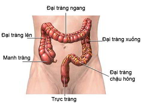 Tổng quan về bệnh ung thư trực tràng - Nguyên nhân, triệu chứng, cách điều trị - Ảnh 8.