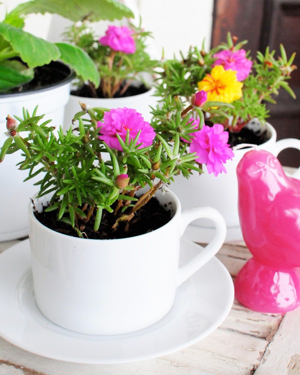Những cách tận dụng tách trà cũ để tạo nên những khu vườn mini đẹp đến bất ngờ - Ảnh 6.