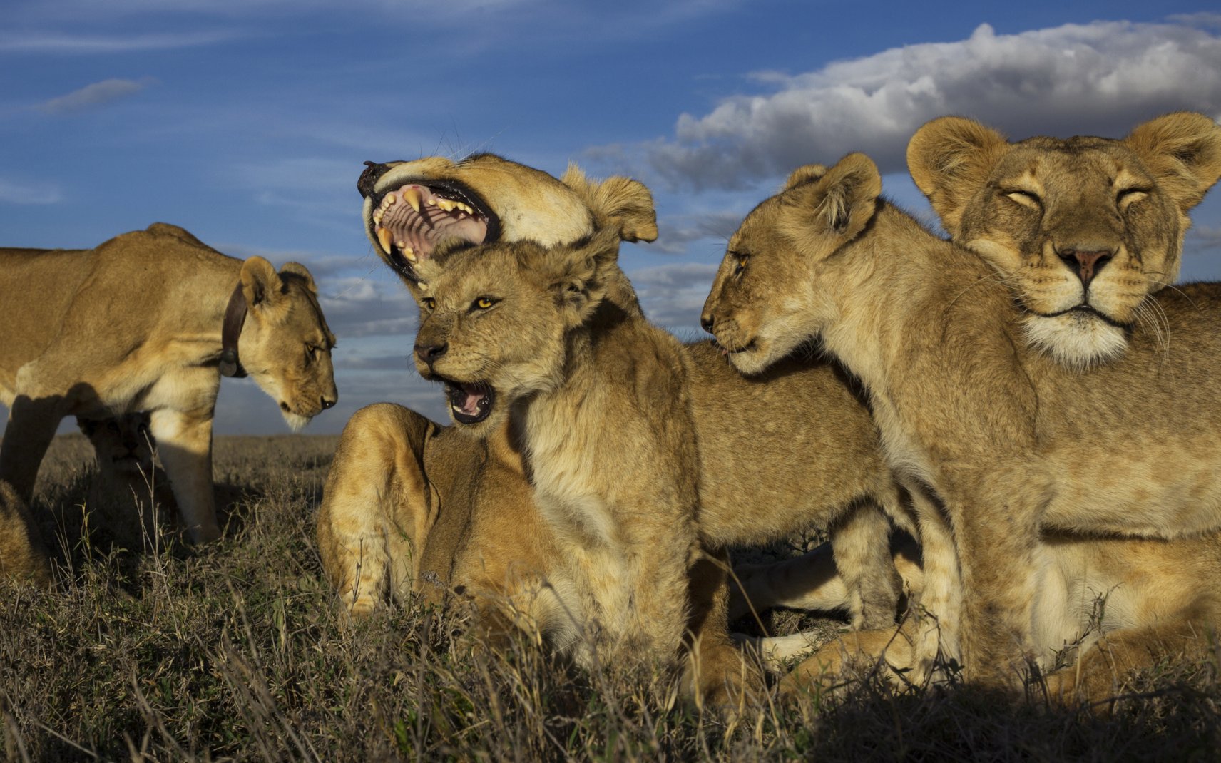 Loài động vật có thể giết chế được sư tử bên ngoài thiên nhiên hoang dã