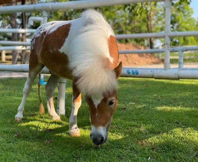 Falabella - Giống ngựa nhỏ nhất thế giới - Ảnh 3.