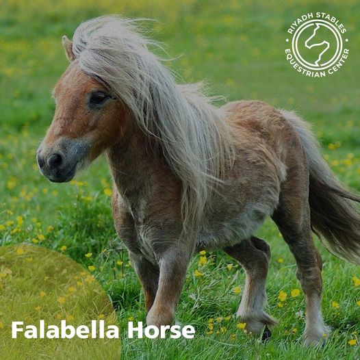 Falabella - Giống ngựa nhỏ nhất thế giới - Ảnh 4.