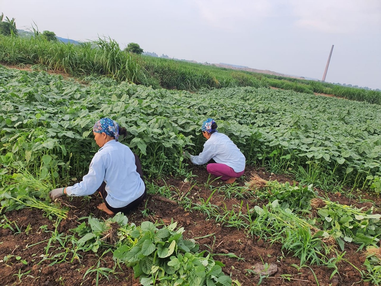 Hướng dẫn người nghèo có kiến thức, kinh nghiệm lao động sản xuất, chủ ...