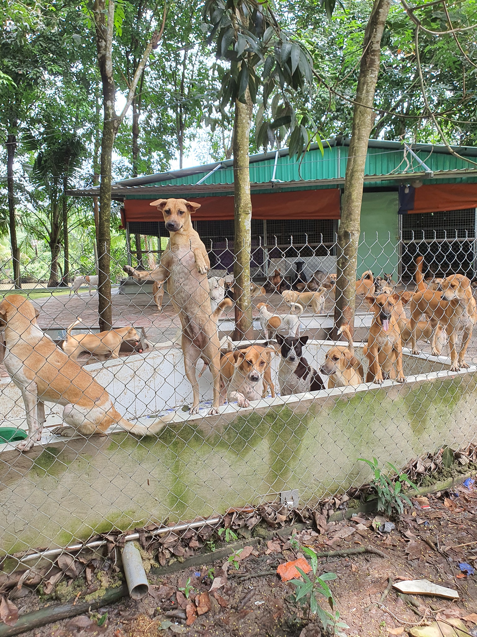 Người đẹp sống chung với hơn 300 chú chó ở nơi hoang vắng, nuôi tốn 60 triệu/tháng  - Ảnh 5.