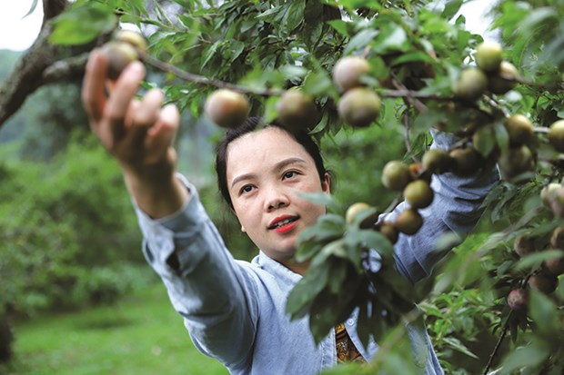 Hỗ trợ bà con dân tộc thiểu số trồng mới 55ha cây ăn quả - Ảnh 1.