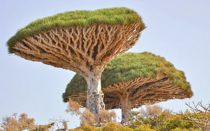 Hòn đảo kỳ lạ chứa loại cây độc đáo bậc nhất hành tinh