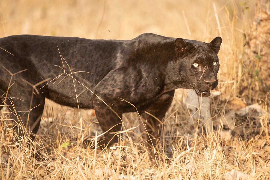 Datos sorprendentes sobre Black Panther: ¡pantera negra! - Foto 2.