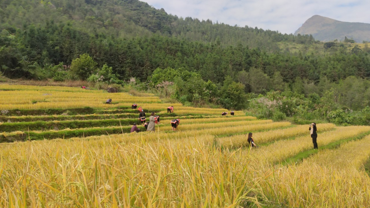 “Cưỡi” lưng khủng long ngắm mùa vàng Bình Liêu - Ảnh 7.