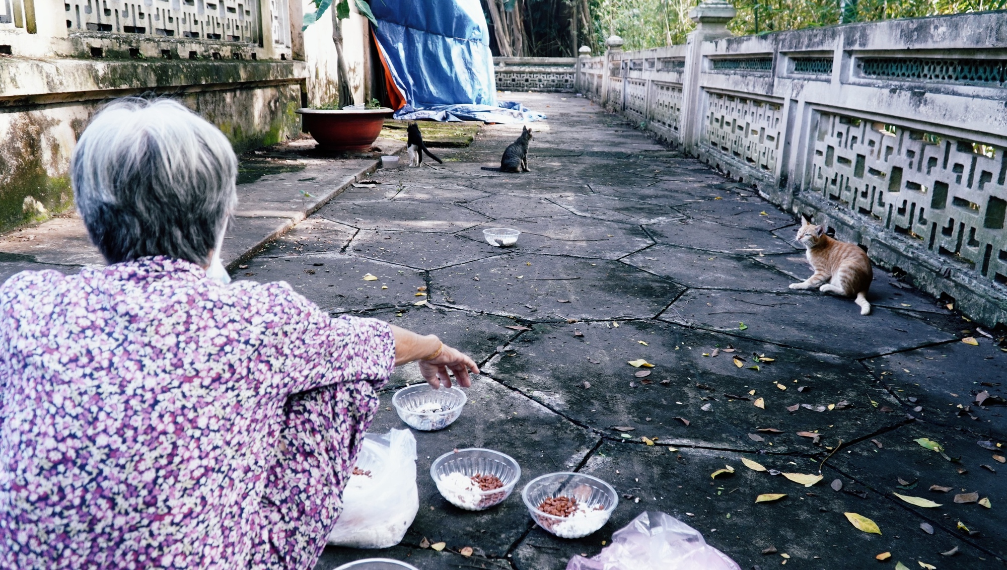 &quot;Bà nội 70 tuổi&quot; của đám thú hoang ở Thảo Cầm Viên: Vô số lần &quot;chạm trán&quot; phải quỳ gối trước những kẻ đánh bả mèo  - Ảnh 2.