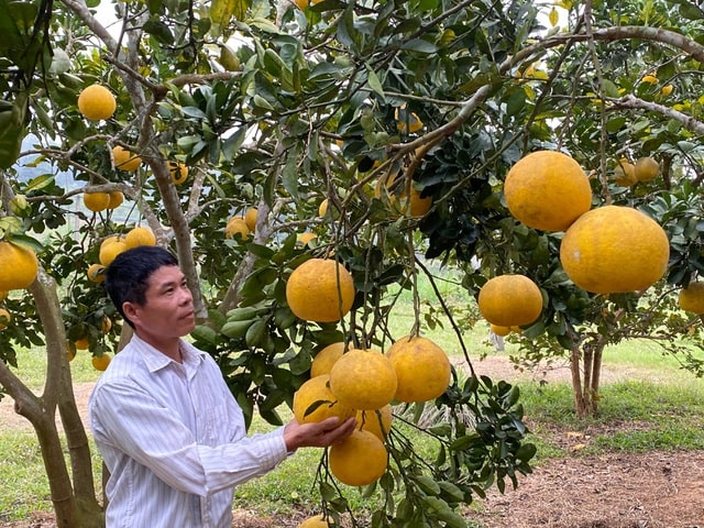 Người dân vùng cao trồng bưởi Diễn cho hiệu quả vượt vong đợi - Ảnh 4.