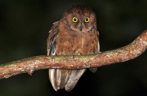 Đã phát hiện ra loài cú mèo Scops-Owl mới ở Châu Phi - Ảnh 1.