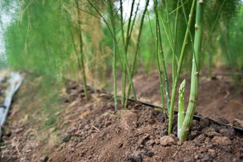 Trồng cây măng tây, người phụ nữ dân tộc Dao đã thoát nghèo - Ảnh 1.