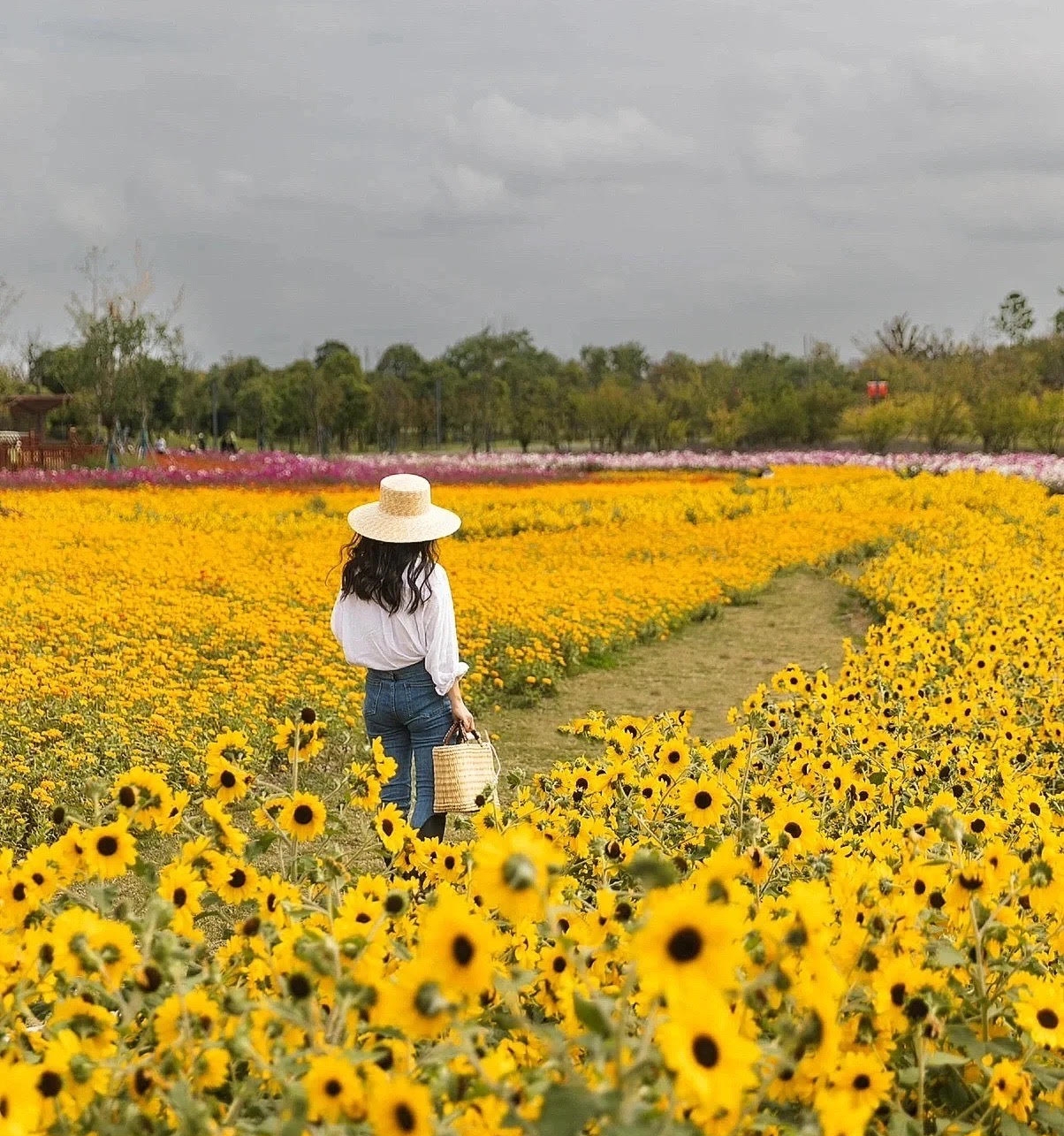 3 cách chụp ảnh cực đẹp với hoa dã quỳ » Báo Phụ Nữ Việt Nam