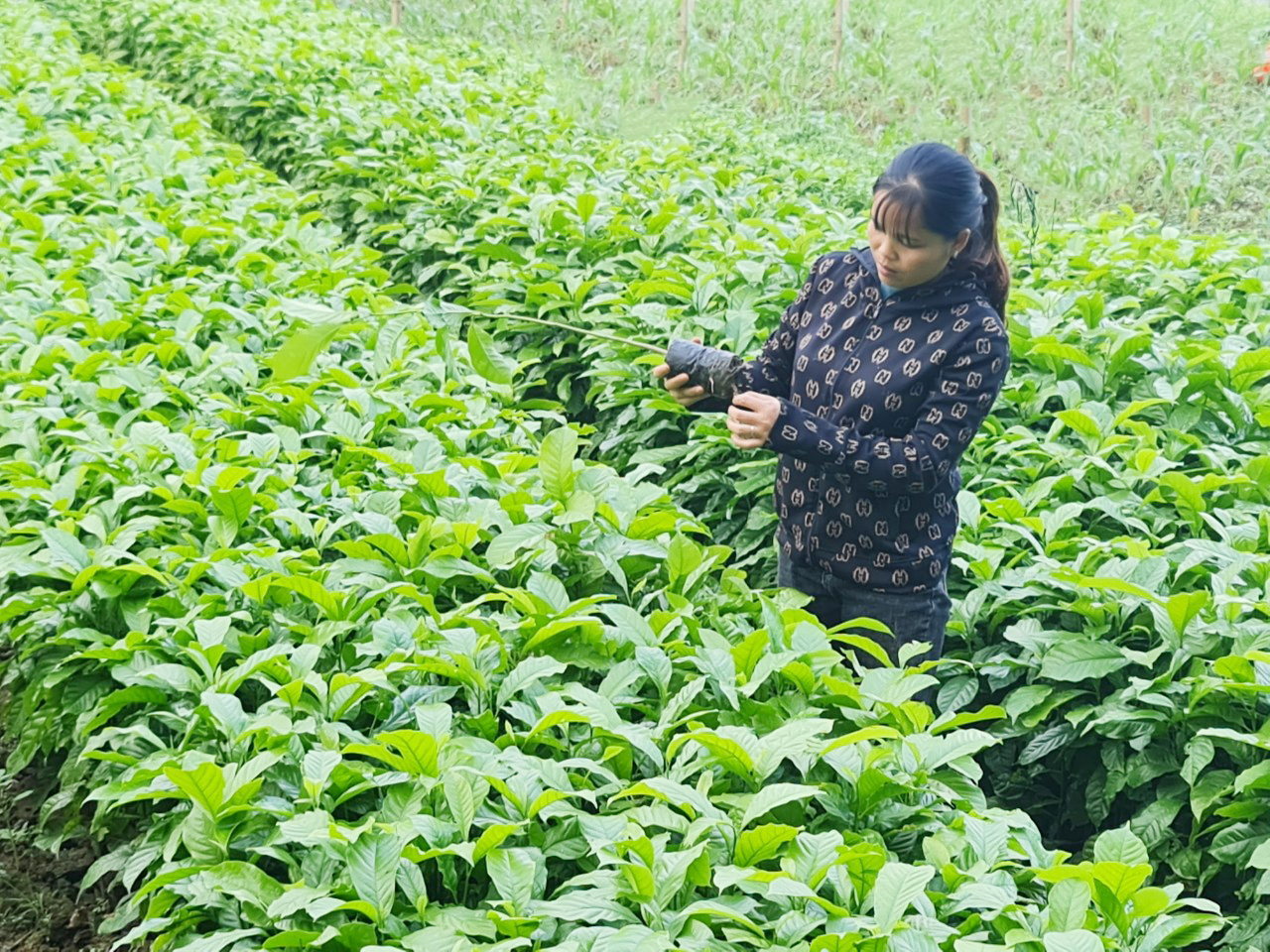 Những mô hình kinh tế tạo động lực cho phụ nữ chiến thắng đói nghèo