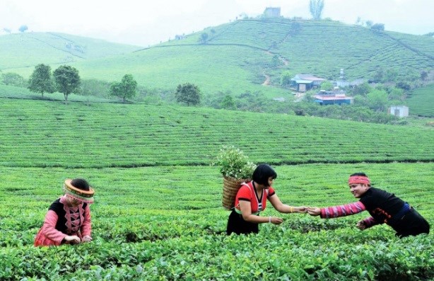  Người phụ nữ xây dựng thương hiệu chè Phổng Lái, tạo việc làm cho hàng ngàn lao động  - Ảnh 9.