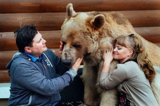 Là hiện tượng mạng đình đám nước Nga sau nhiều năm sống chung với con người, chú gấu Stepan khổng lồ giờ ra sao ở tuổi 30? - Ảnh 1.