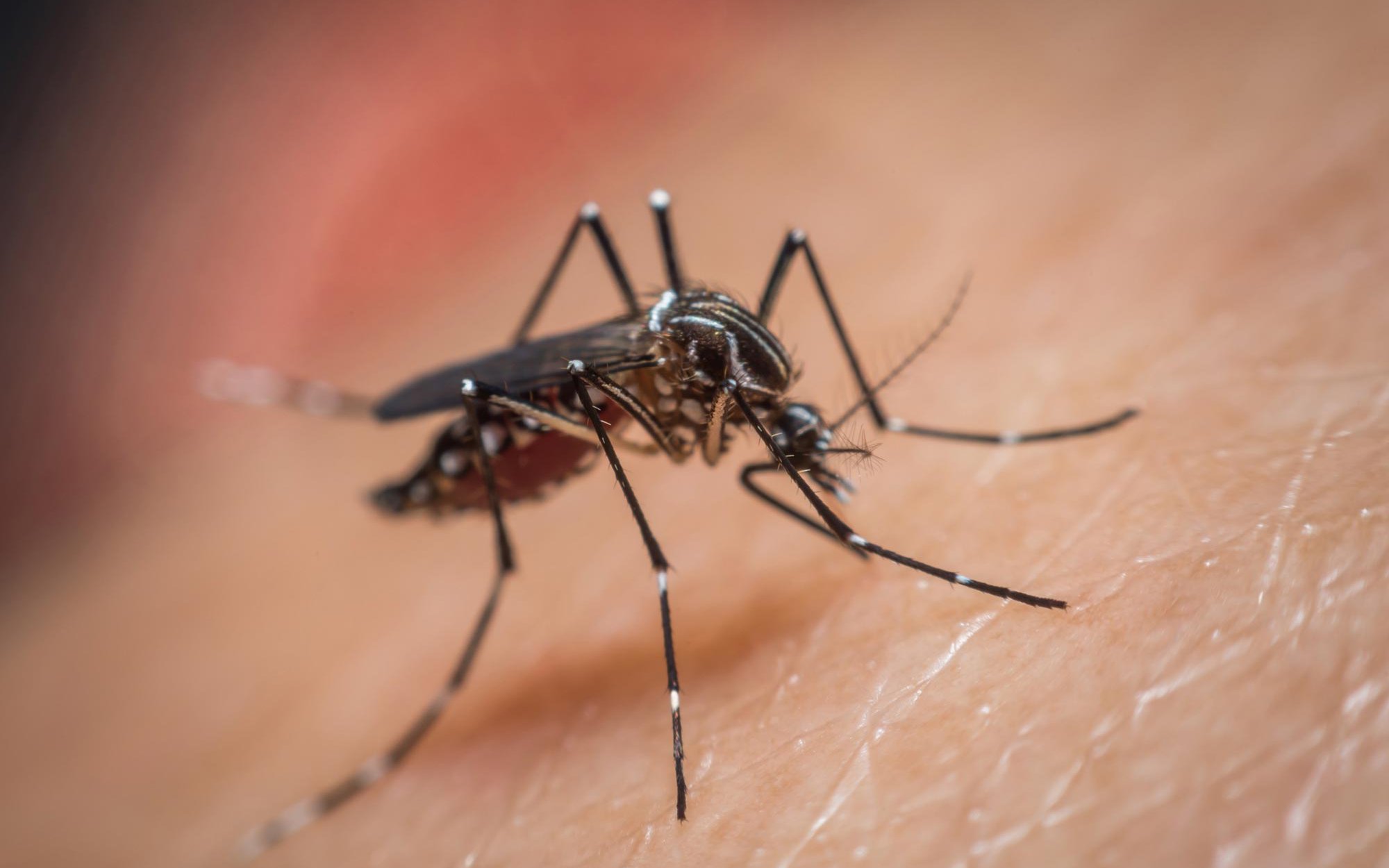 Vì sao trong một nhóm luôn có người bị muỗi đốt nhiều hơn, nguy cơ sốt xuất huyết tiềm ẩn