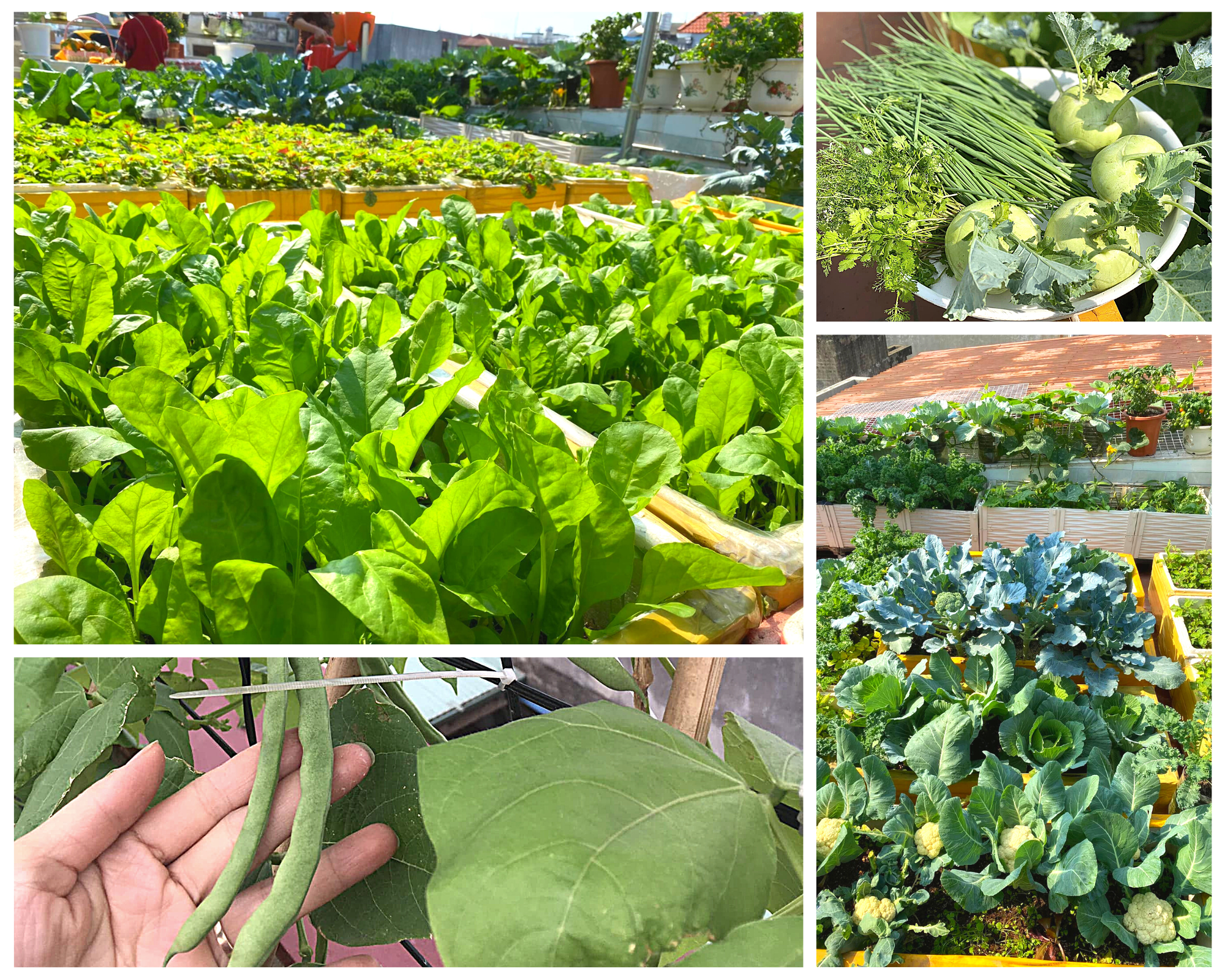 Mê mẩn vườn rau sạch 40m² trồng trong thùng xốp trên sân thượng của mẹ đảm Hải Phòng - Ảnh 1.