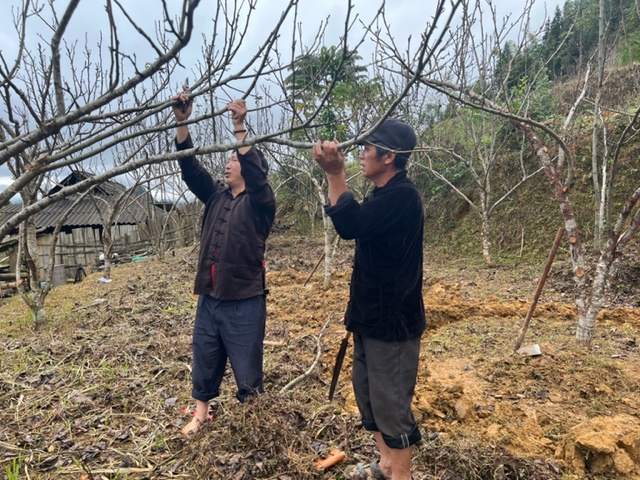 Cây ăn quả ôn đới &quot;hợp&quot; đất vùng cao, giúp người dân ổn định đời sống - Ảnh 4.