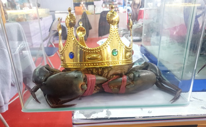 “Miss cua 2022” nặng 1,4kg đã vượt qua những tiêu chí khắt khe nào để đăng quang cuộc thi Sumo Crab tại Cà Mau? - Ảnh 1.
