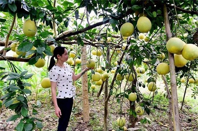 Sản xuất nông sản hữu cơ, hướng đi mới của người dân vùng cao Yên Sơn - Ảnh 2.
