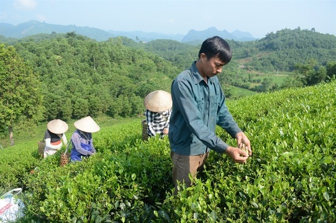 Sản xuất nông sản hữu cơ, hướng đi mới của người dân vùng cao Yên Sơn - Ảnh 4.